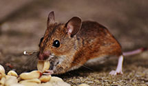 24 Hour & Emergency Exterminators in Palm Bay, FL